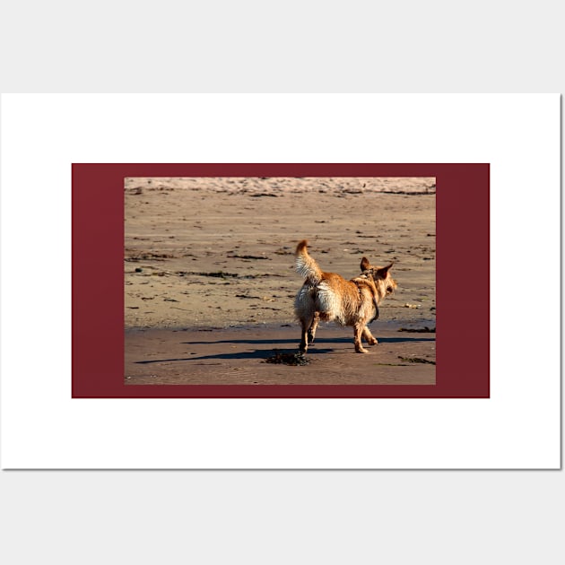 Cute dog enjoying running on a sandy beach Wall Art by chiaravisuals